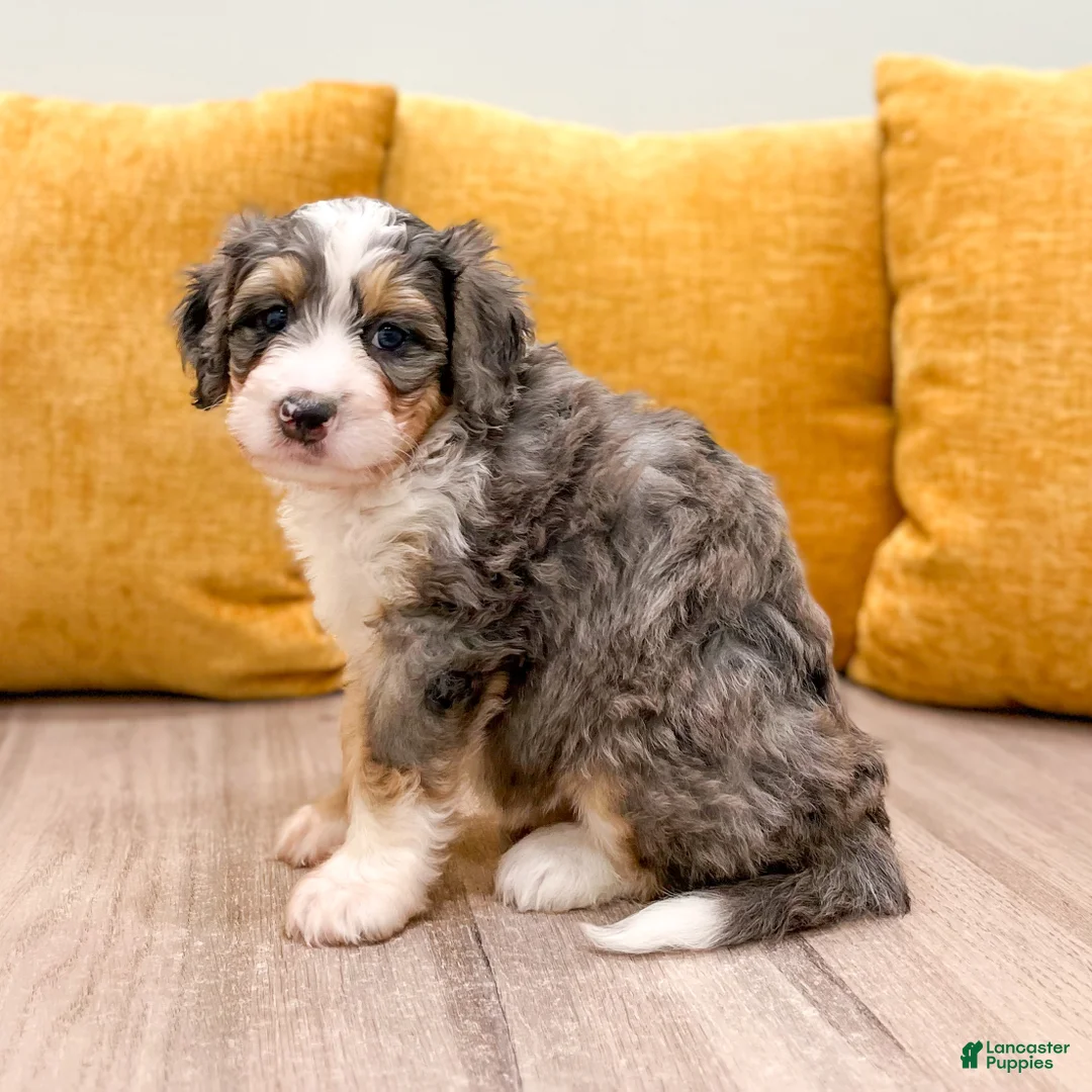 Mini Bernedoodle dogs for sale: Maddie - Ad 1