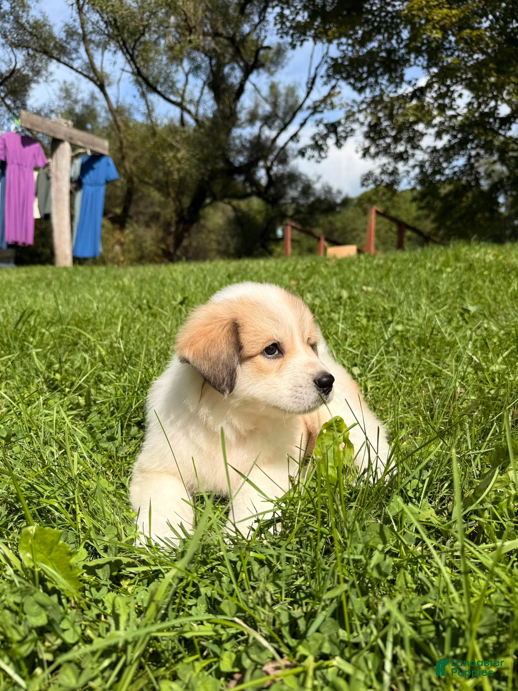Great Pyrenees dogs Rita - Ad 2