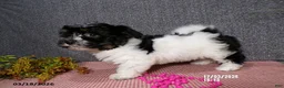 Havanese dogs for sale: Becki - Ad 4