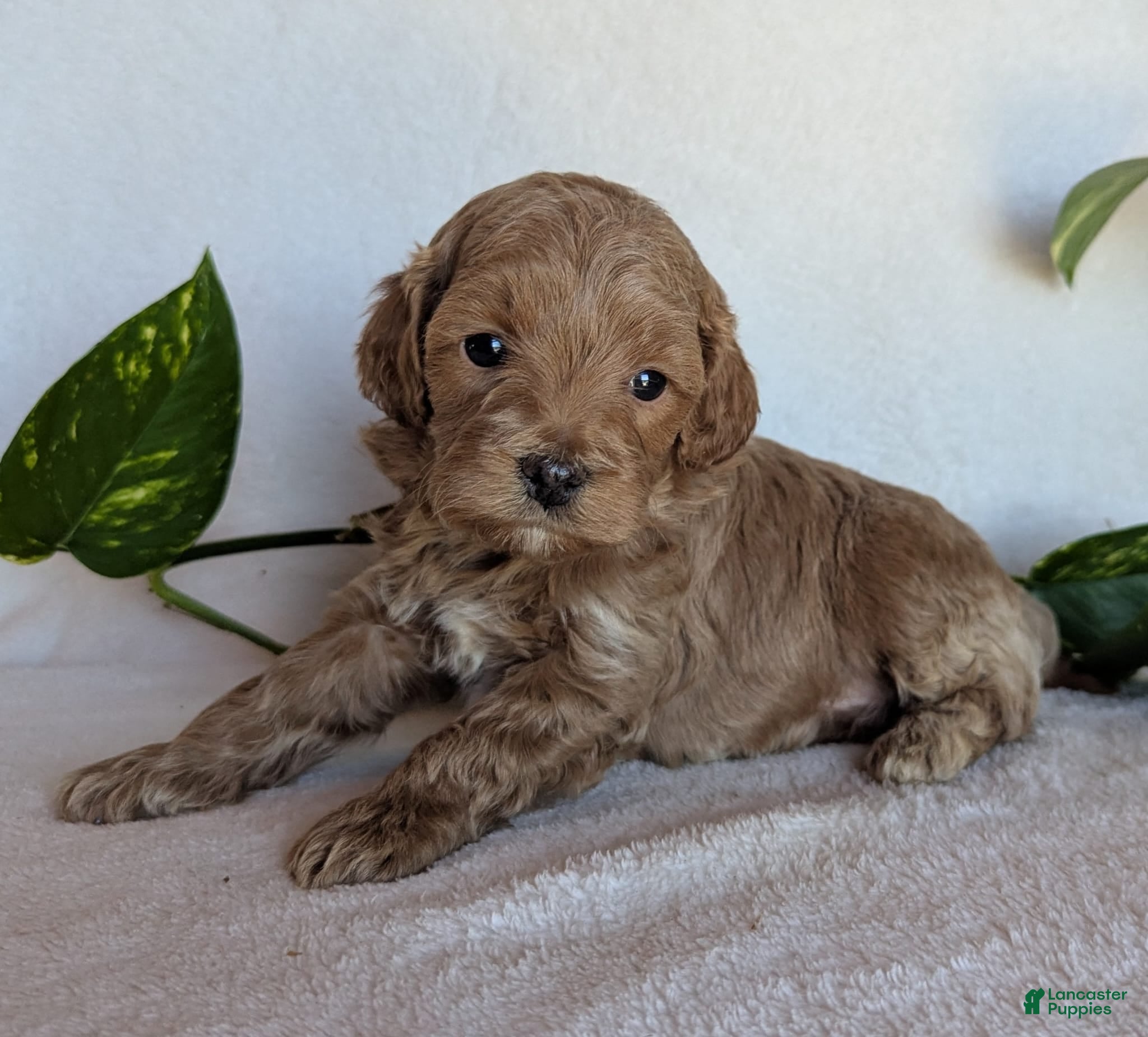 Cockapoo dogs for sale: Dexter F1B - Ad 2