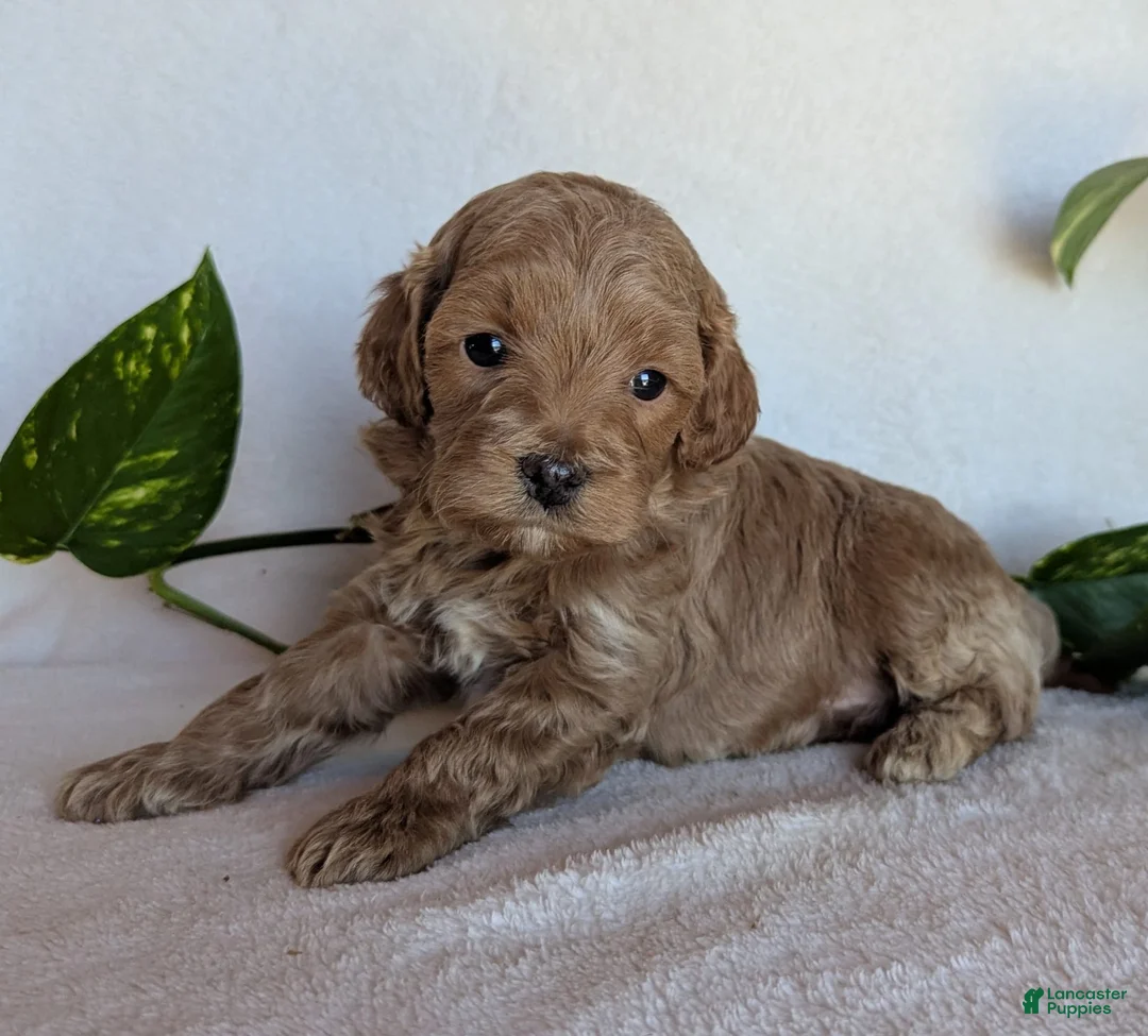 Cockapoo dogs for sale: Dexter F1B - Ad 2