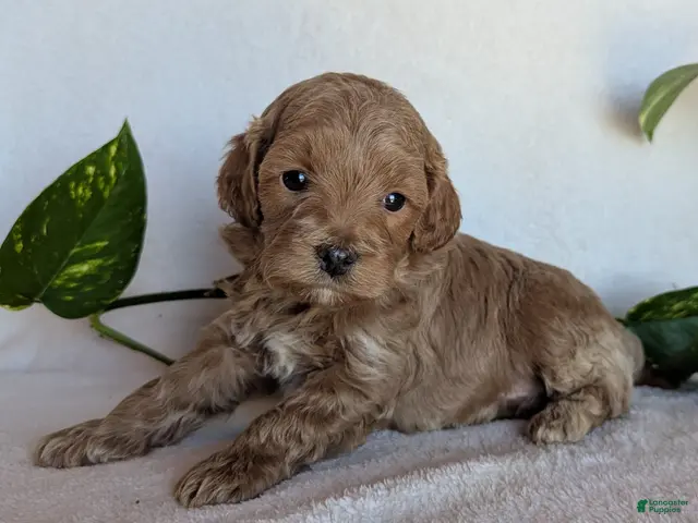 Cockapoo dogs for sale: Dexter F1B - Ad 2