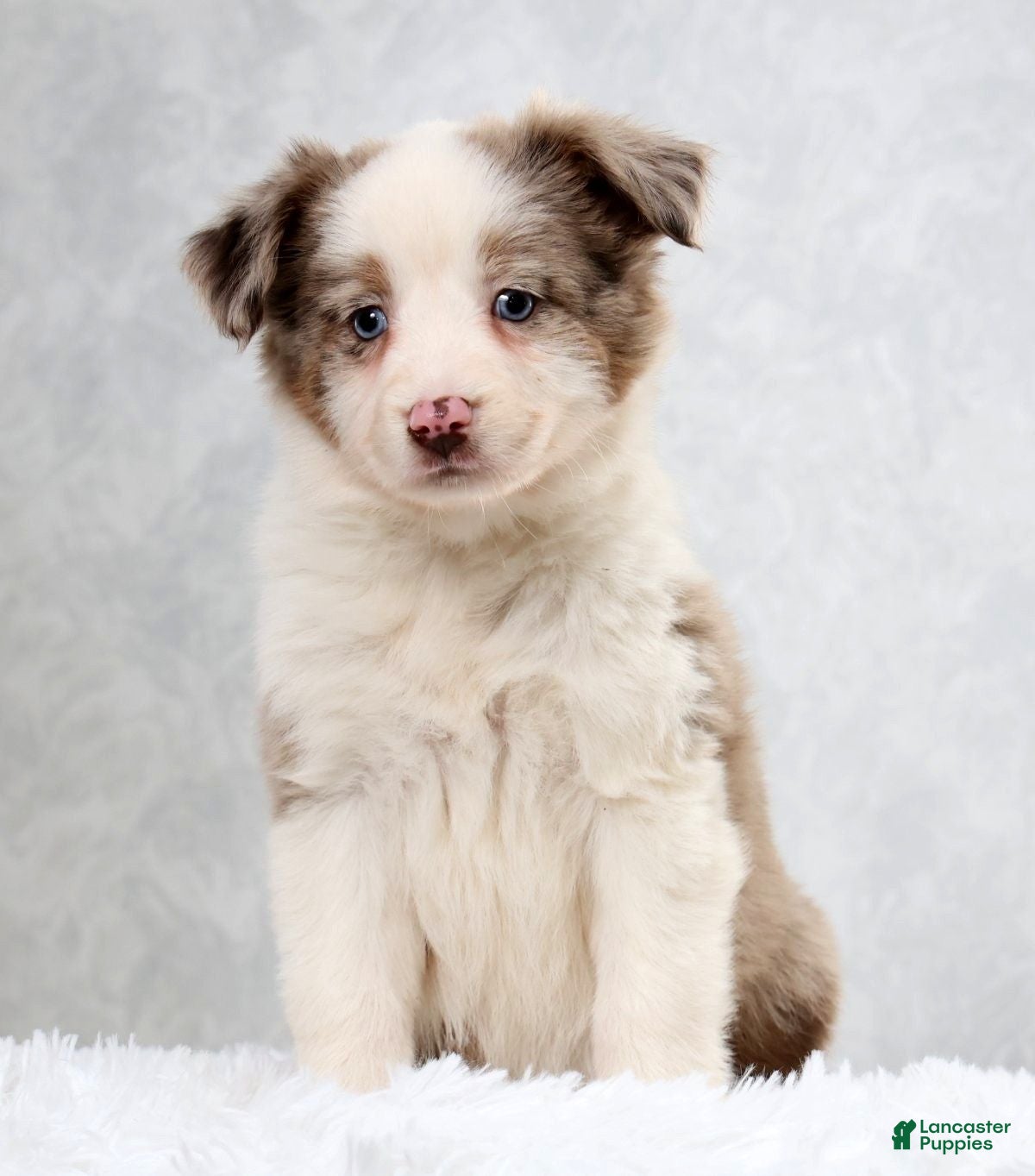 Miniature Australian Shepherd dogs Hailey - Ad 1