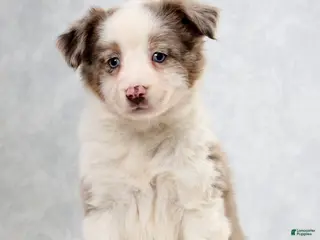 Miniature Australian Shepherd dogs for sale: Hailey - Ad 2