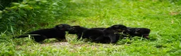 German Shepherd dogs for sale: German Shepherd 1 - Ad 9