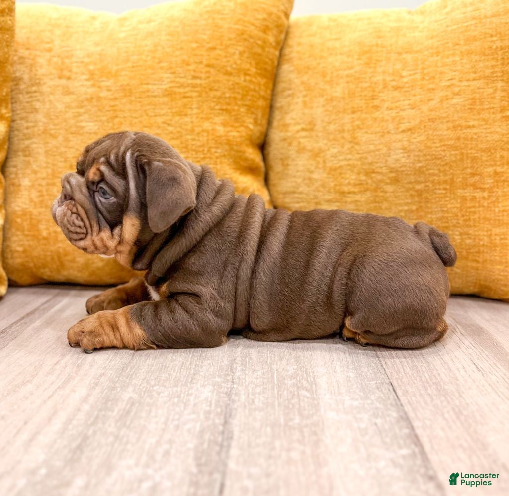 English Bulldog dogs for sale: Silas - Ad 2