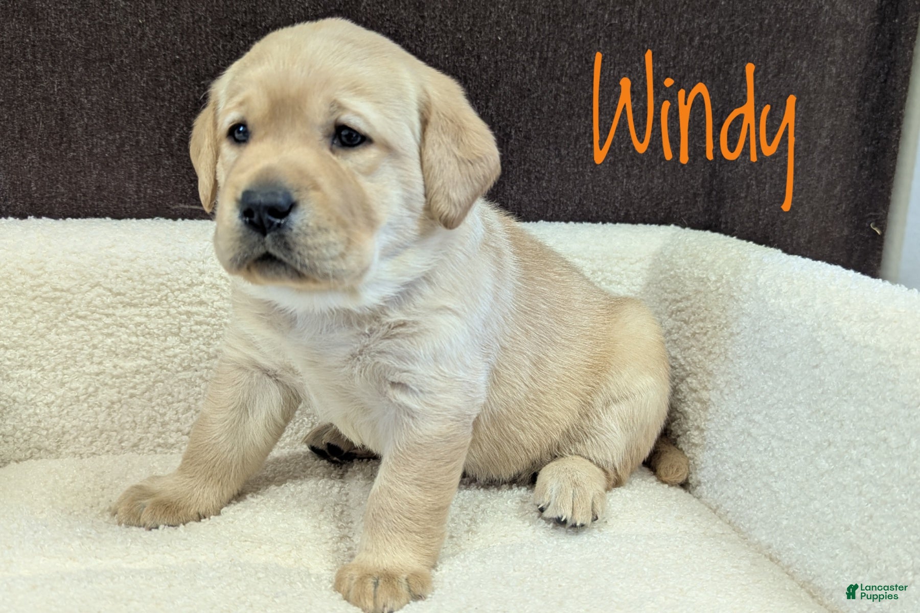 Labrador Retriever dogs Windy - Ad 1