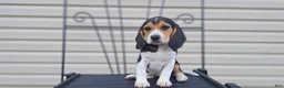 Beagle dogs for sale: PIPER - Ad 6