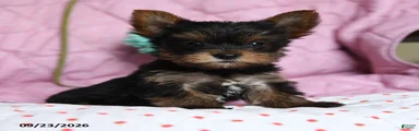 Pepper