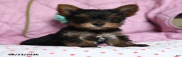 Yorkshire Terrier dogs for sale: Pepper - Ad 1