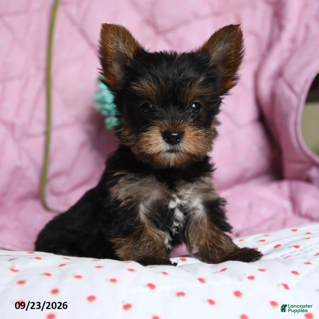 Yorkshire Terrier dogs for sale: Pepper - Ad 1