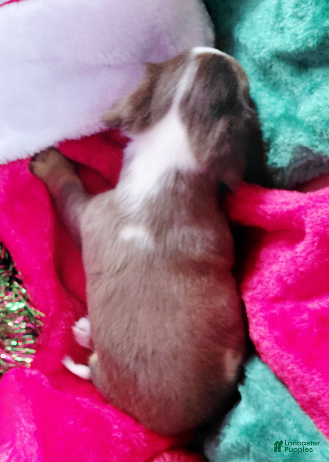 Miniature Dachshund dogs for sale: Miniature Dachshund Puppy 1 - Ad 2