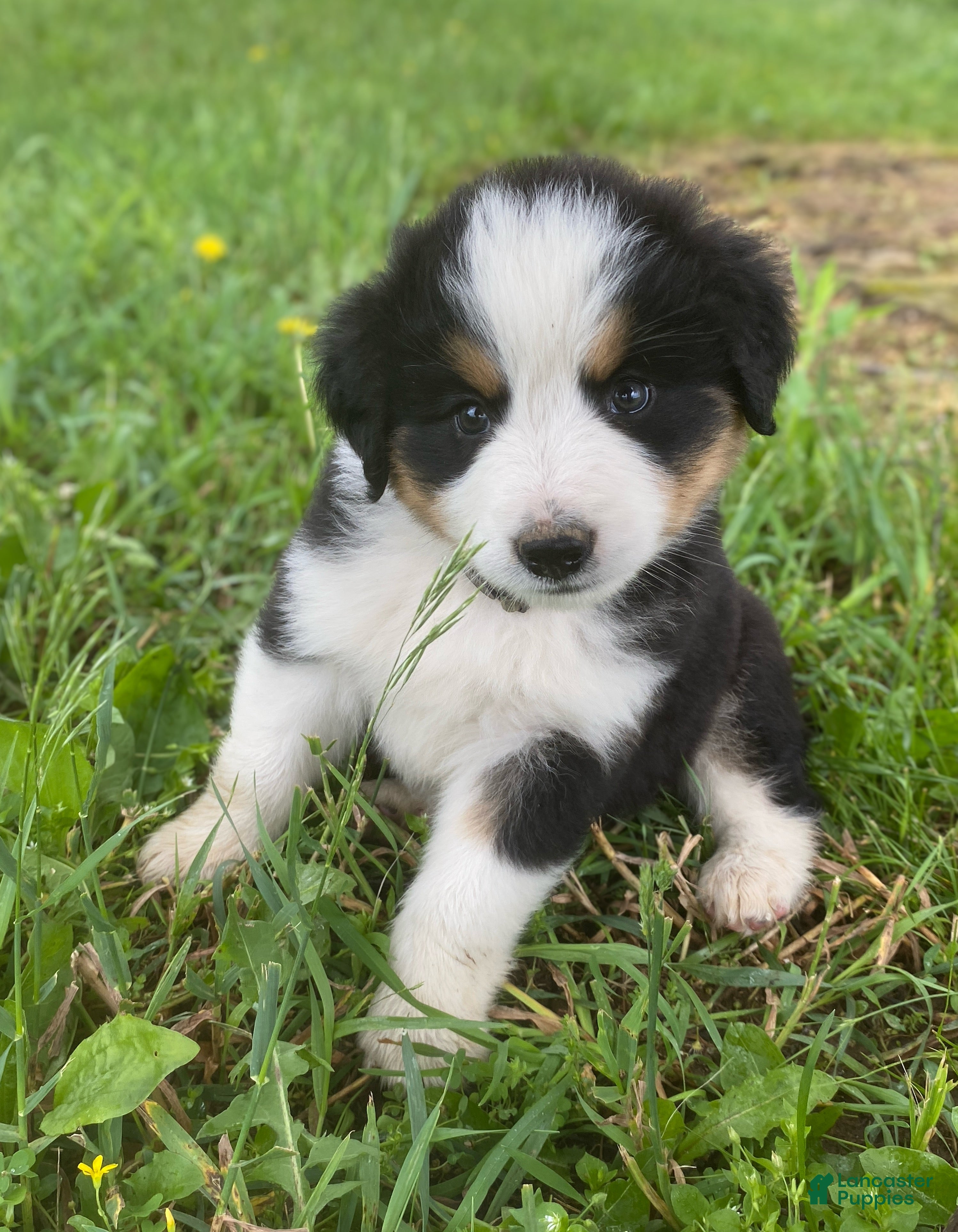 Mixed Breed dogs for sale: ♥️SWEET MOLLIE MAE♥️ - Ad 5