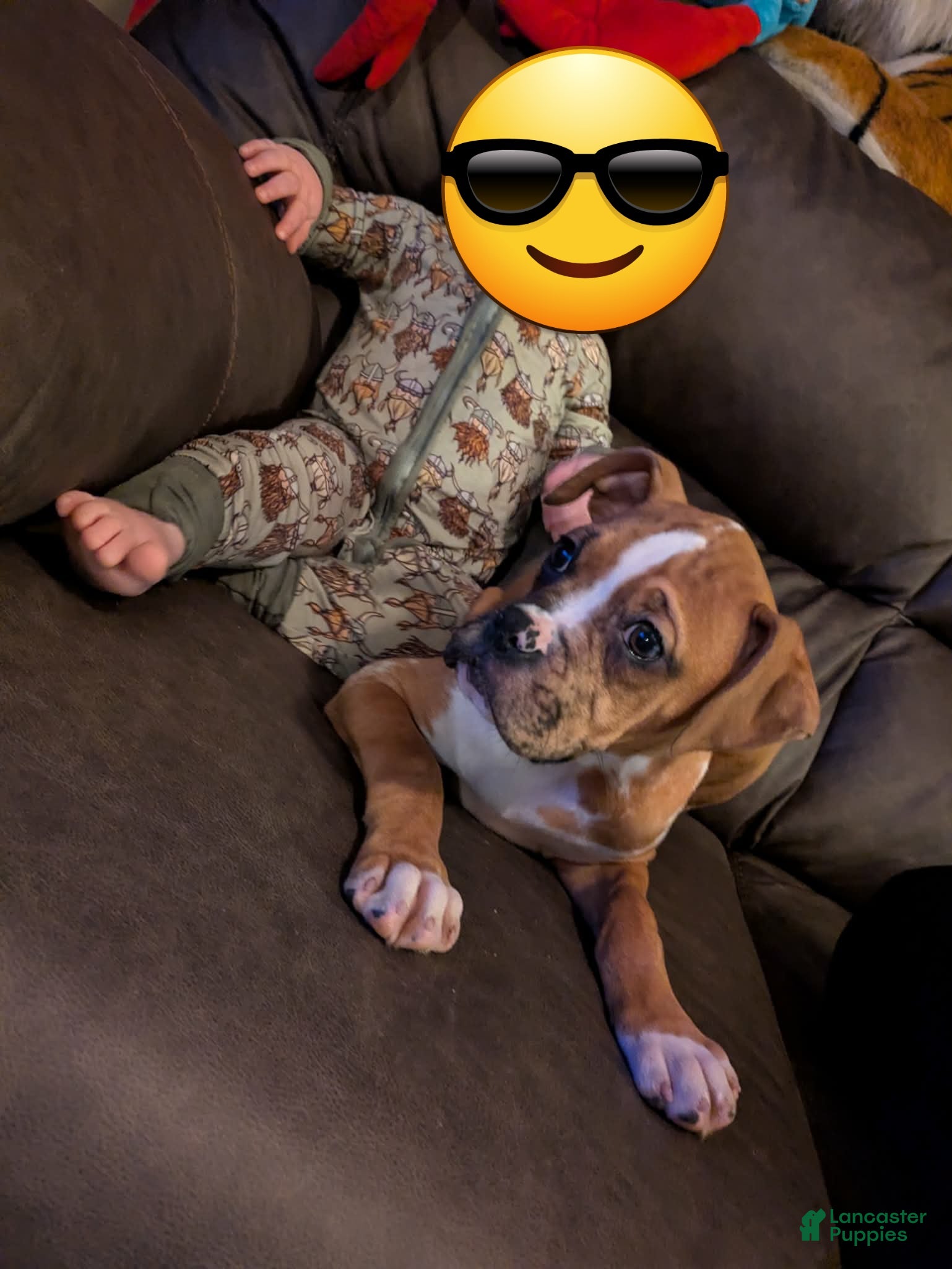 Boxer dogs Maddie - Ad 2