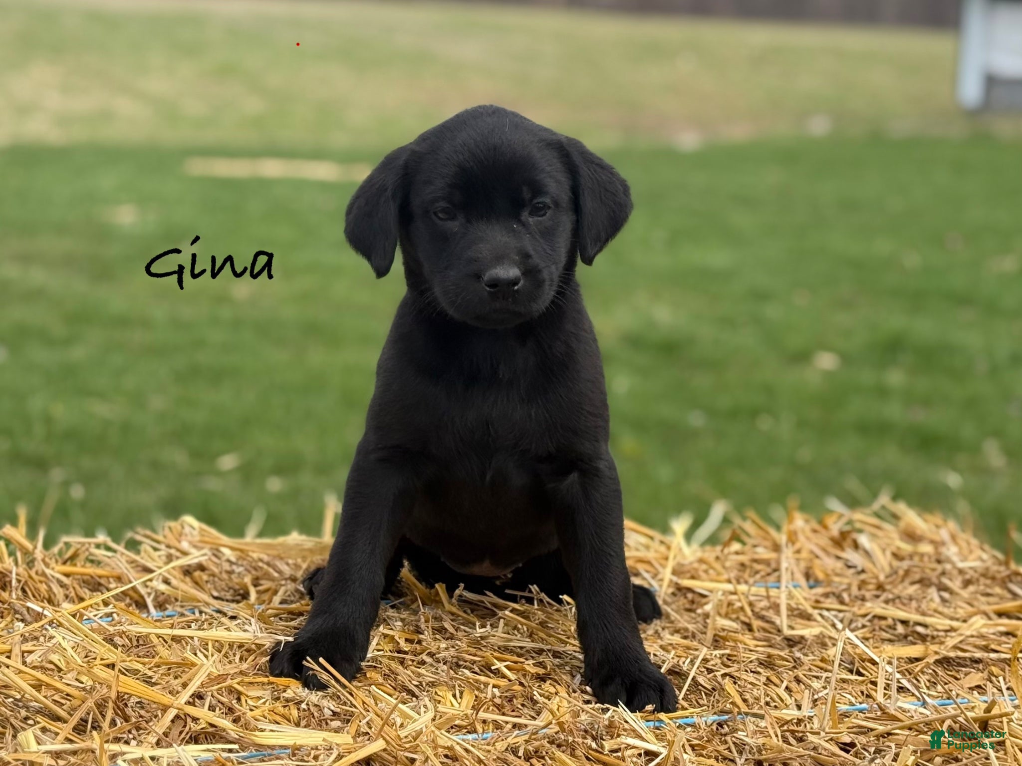 Labrador Retriever dogs for sale: Gina - Ad 1
