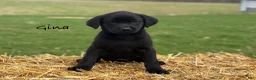 Labrador Retriever dogs for sale: Gina - Ad 1