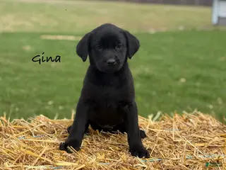 Labrador Retriever dogs for sale: Gina - Ad 1