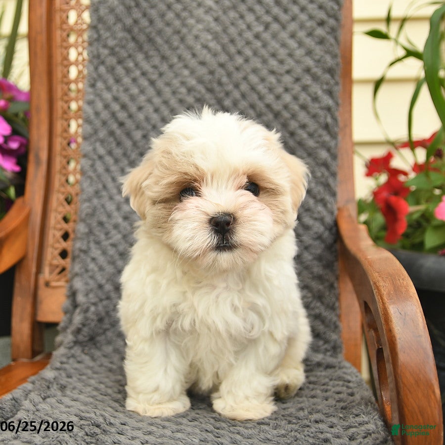 Maltipoo dogs Melody  - Ad 2