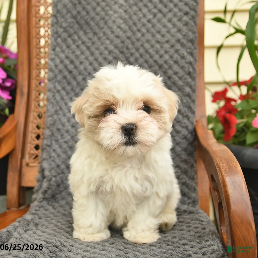 Maltipoo dogs for sale: Melody  - Ad 2