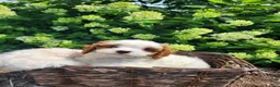 Cavapoo dogs for sale: Panda - Ad 2