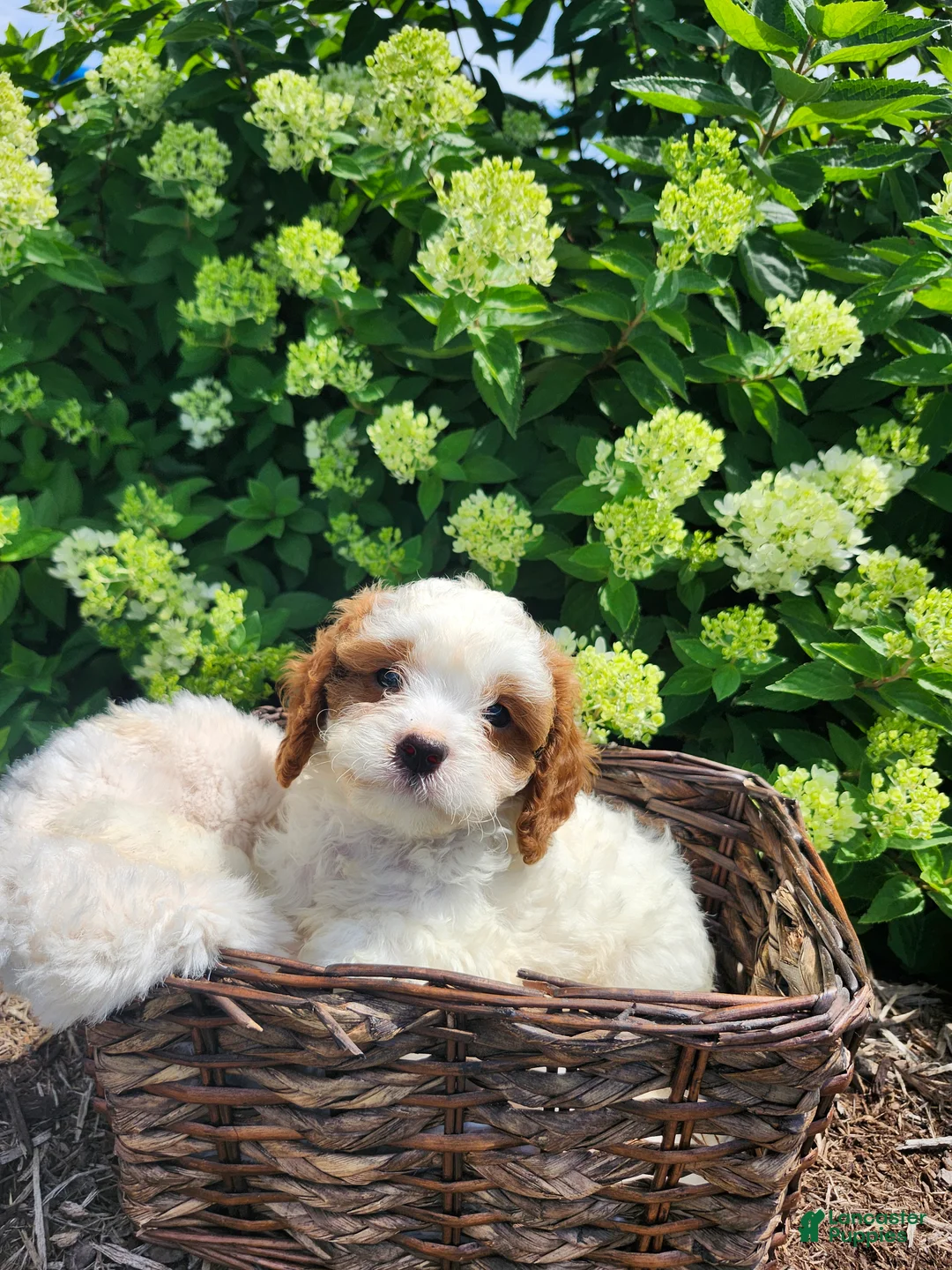 Cavapoo dogs for sale: Panda - Ad 2
