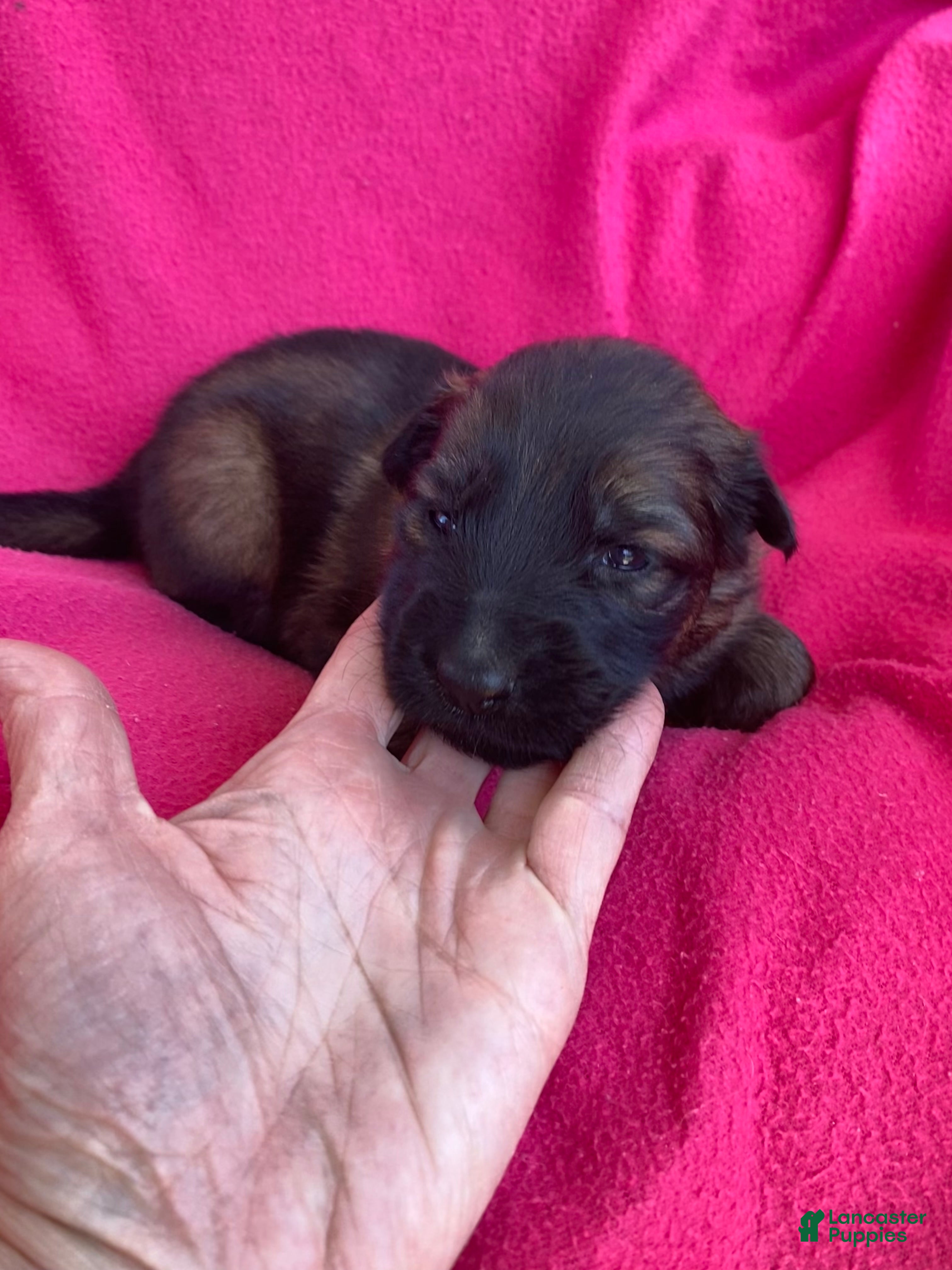 German Shepherd dogs German Shepherd Puppy 8 - Ad 24