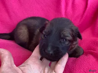 German Shepherd dogs German Shepherd Puppy 8 - Ad 24