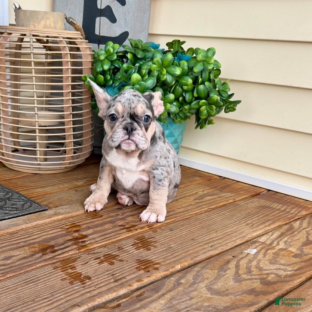 French Bulldog dogs French Bulldog Puppy 1 - Ad 35