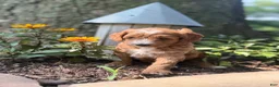 Cavapoo dogs for sale: Conner - Ad 4