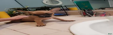 Chihuahua 3