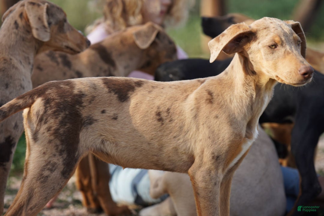 Mixed Breed dogs for sale: Lilac Fawn Merle F1 RT - Ad 29