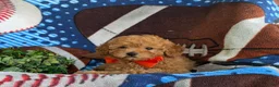 Toy Poodle dogs for sale: Norton 9 lbs Full Grown - Ad 8