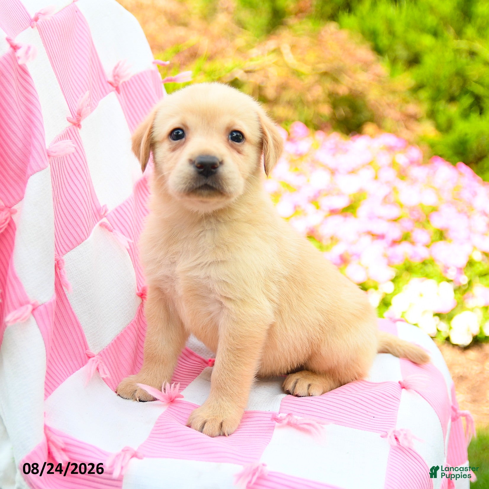 Labrador Retriever dogs Gwen - Ad 2