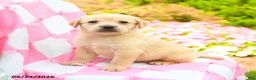 Labrador Retriever dogs for sale: Gwen - Ad 2