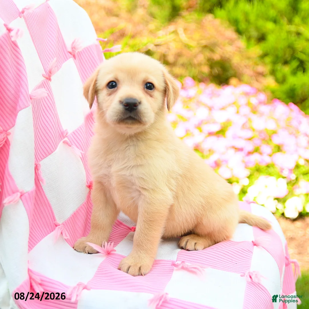 Labrador Retriever dogs for sale: Gwen - Ad 2