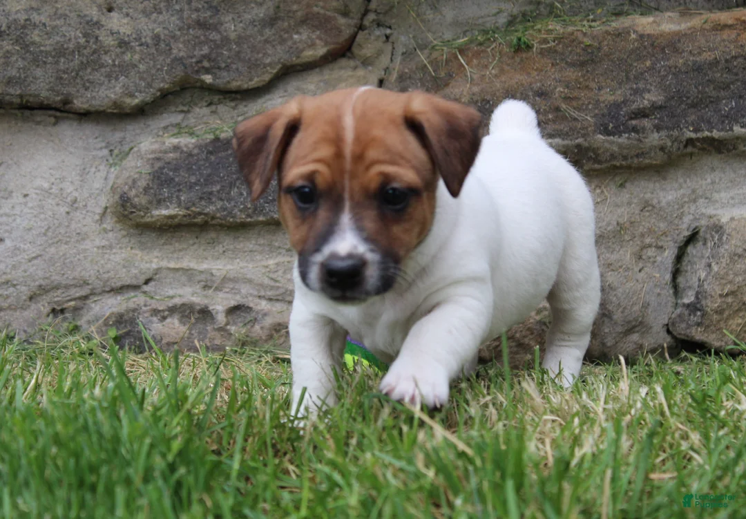 Jack Russell Terrier dogs for sale: Riley - Ad 2