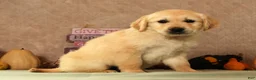 Golden Retriever dogs for sale: Sarge - Ad 5