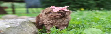 Cocoa