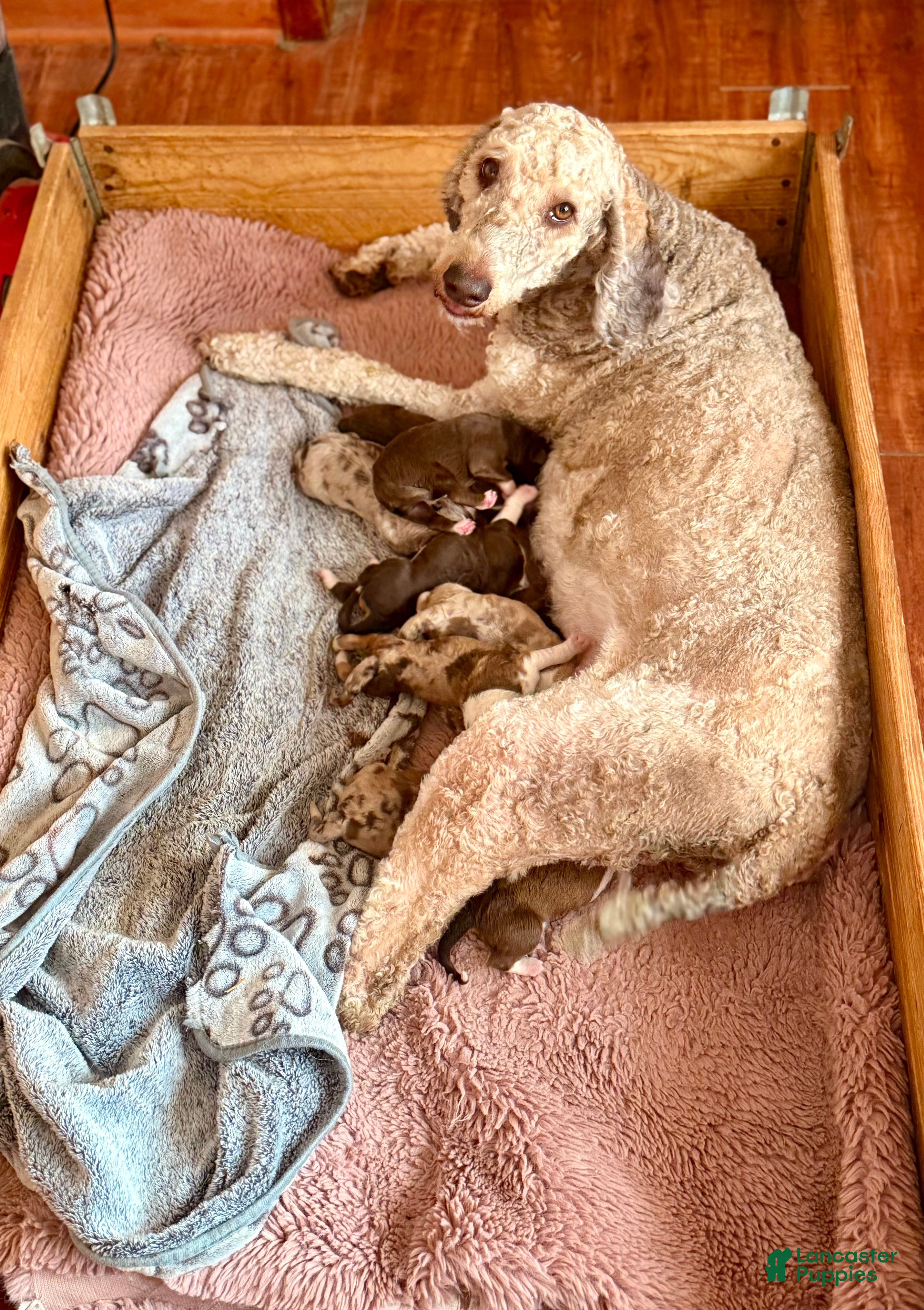 Aussiedoodle dogs Cupid - Ad 2