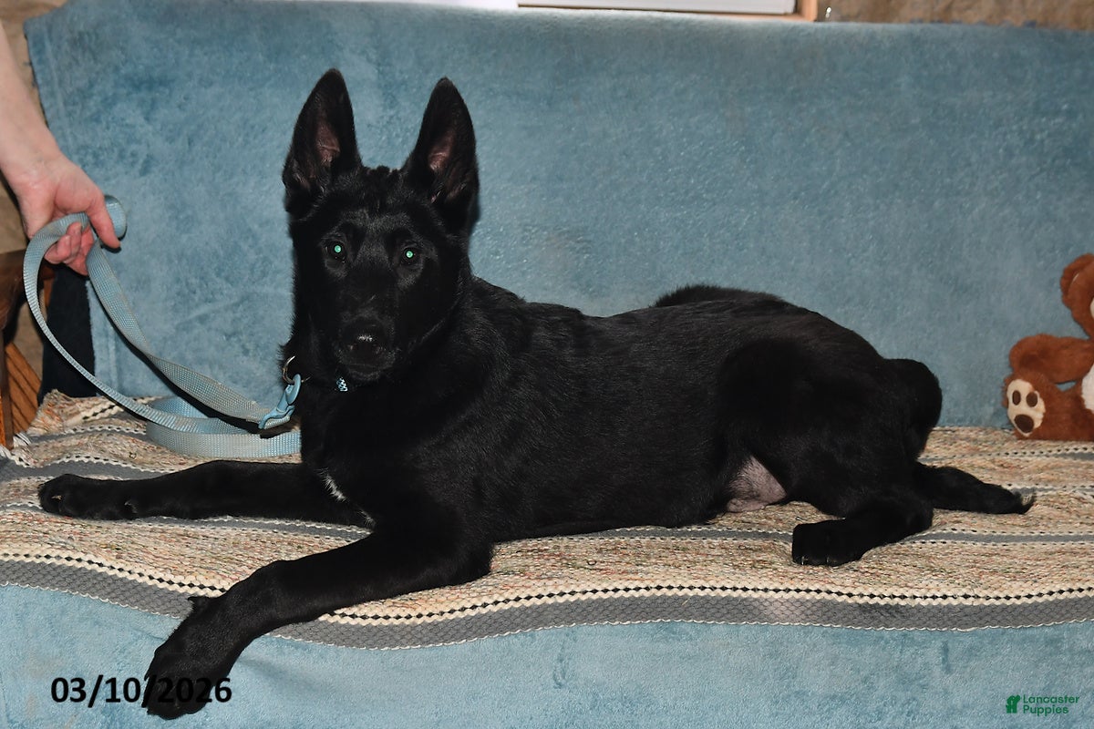 Belgian Malinois dogs Zeus - Ad 1