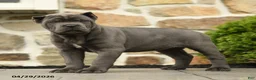 Cane Corso dogs for sale: Bonnie - Ad 5