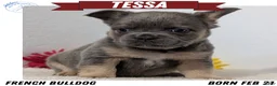 French Bulldog dogs for sale: Tessa - Ad 1