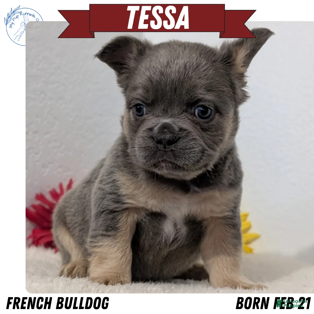 French Bulldog dogs for sale: Tessa - Ad 1