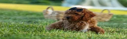 Miniature Poodle dogs for sale:  Thor🐾💙 - Ad 13