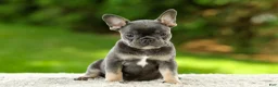 French Bulldog dogs for sale: Forest - Ad 3