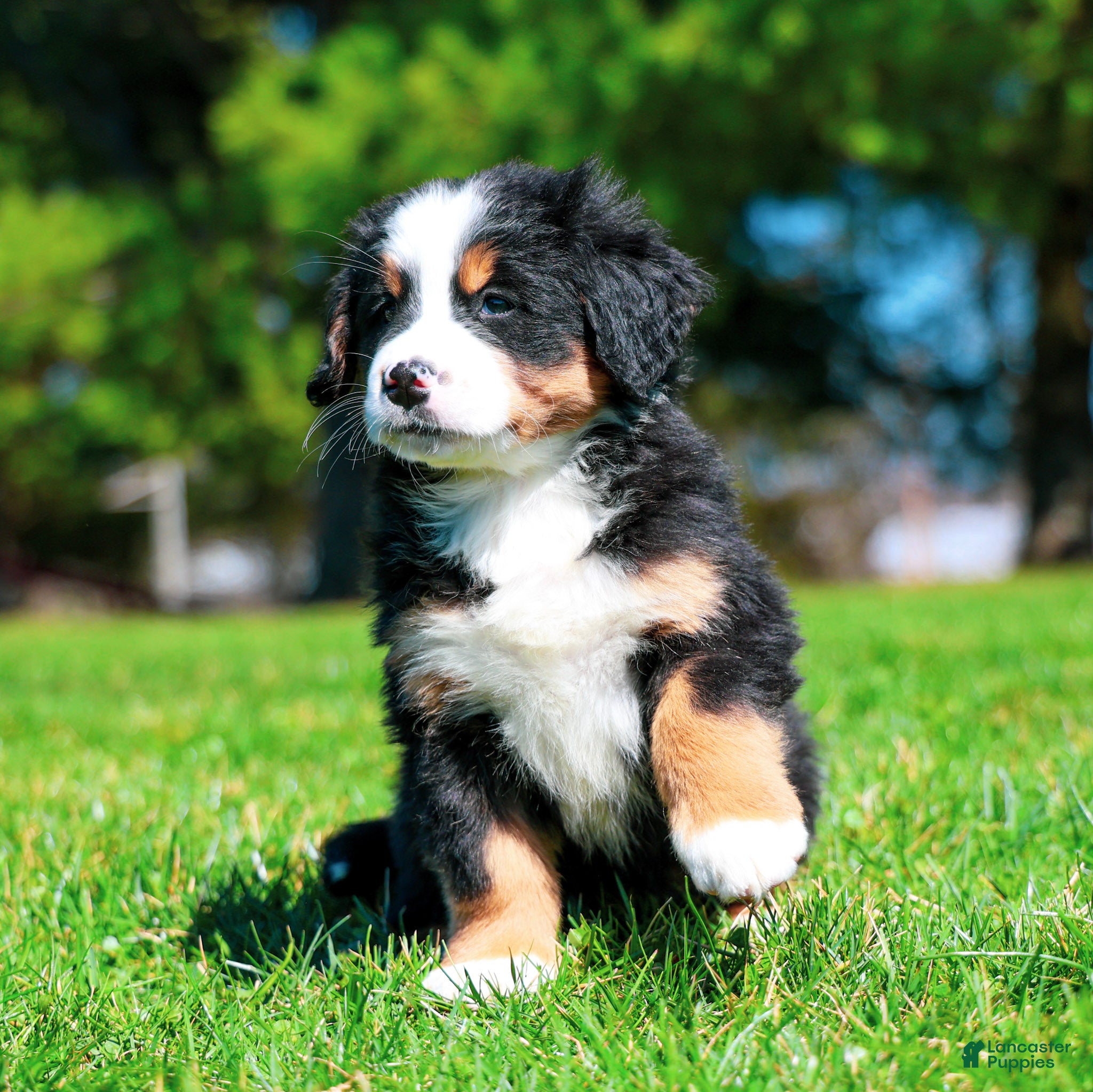 Bernese Mountain Dog dogs Raven - Ad 2