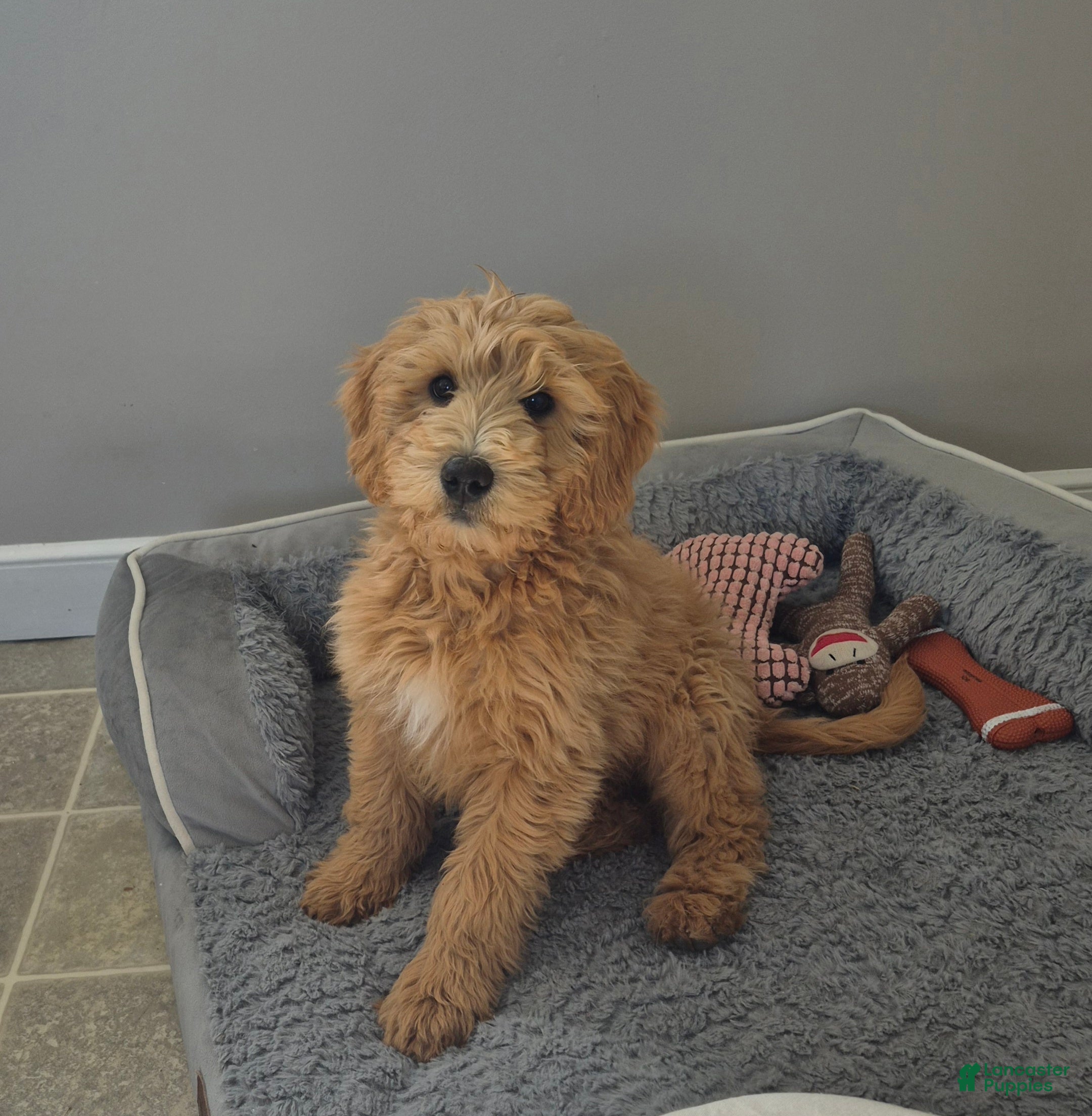 Goldendoodle dogs Theo - Ad 1