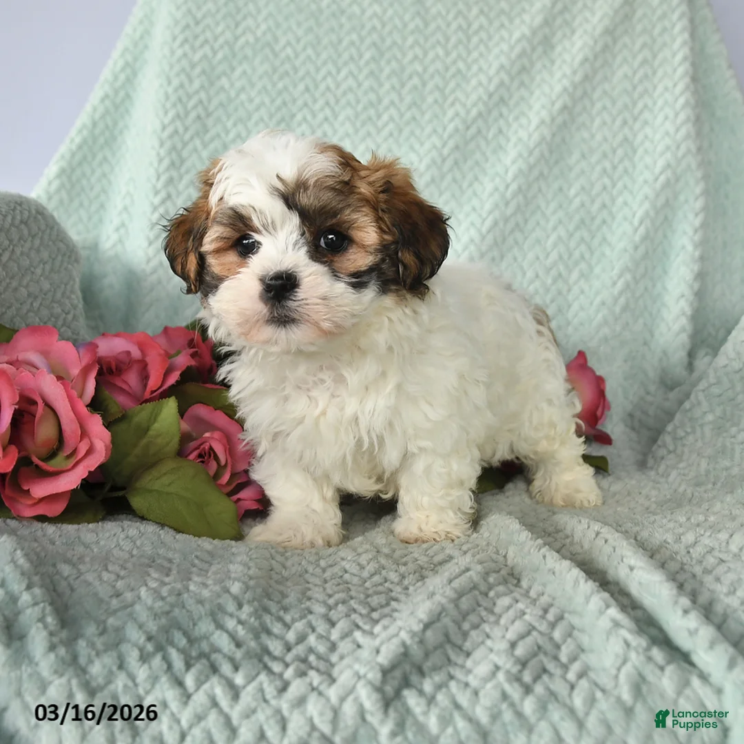 Teddy Bear dogs for sale: Justin - Ad 1