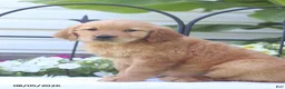 Golden Retriever dogs for sale: Cassie - Ad 3