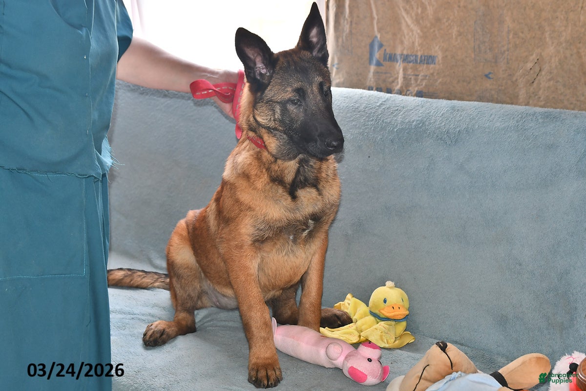 Belgian Malinois dogs Ivy - Ad 2